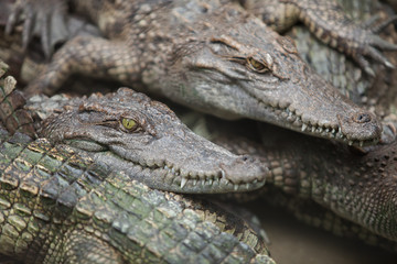 many crocodiles