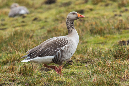 Gans