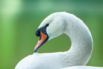 Fototapeta premium portrait of white swan