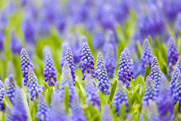 Fototapeta premium Grape hyacinth in spring