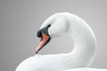 Tuinposter portrait of white swan © coffeemill