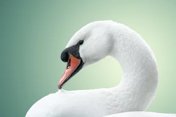 Foto op Plexiglas portrait of white swan © coffeemill