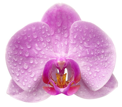 Fototapeta one orchid  flower