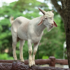 wild white goat