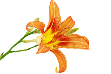 Tiger lilies on white background. Isolated