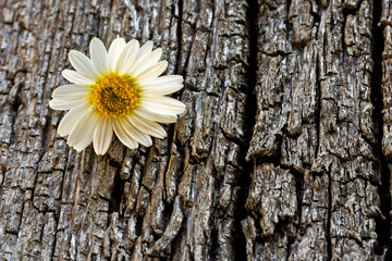 Margeritenblüte auf Holzbrett