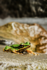 poisonous rock-frog 2