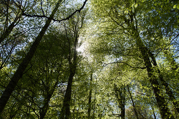 Fototapeta premium Nature of Morning Sun