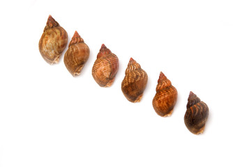 Whelks isolated on a white studio background.