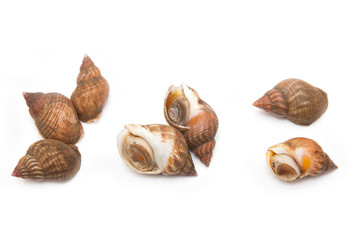 Whelks isolated on a white studio background.