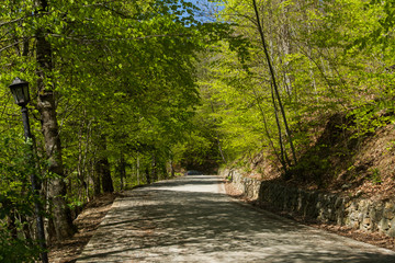 Obraz premium Road in Forest