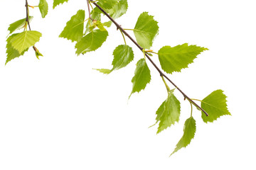 Birch leaves of the tree.