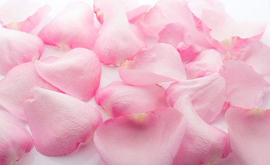 Fototapeta na wymiar Petals rose.