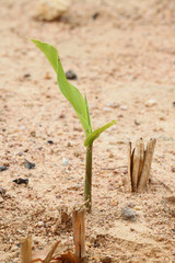 small plant of galangal