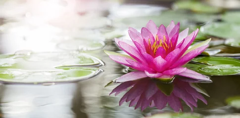 Abwaschbare Fototapete Lotus Blume Rosa Lotus