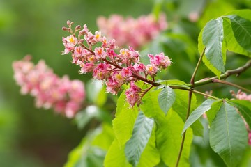 Rote Kastanienblüten / Red flowering Horsechestnut