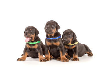 Obraz premium Group of dobermann puppies
