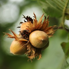 Obraz premium Haselnüsse / Hazelnuts