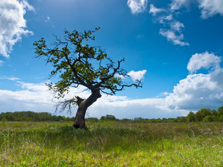 Tree in Countryside