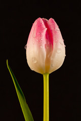 Tulipán tallo