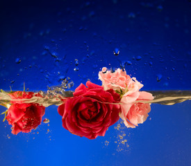 rose rosse rose rosa
