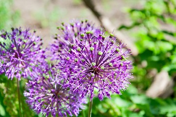 Fototapeta premium Allium