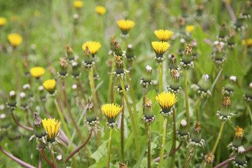 Field-of-dandelions-on-a-cloudy-day