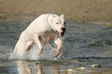 Obraz premium dog training