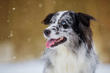Portrait eines Australien Shepherds