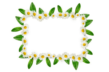 Frame: daisies and green leaves