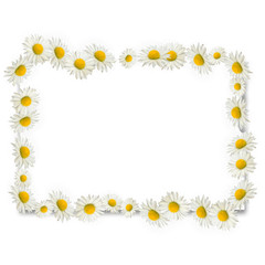 Frame of daisies