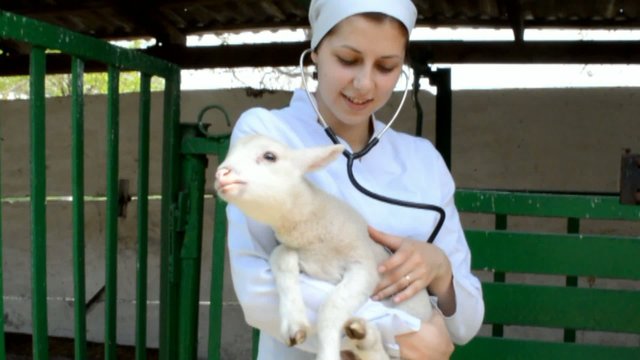 Vet Listens To A Stethoscope Lamb