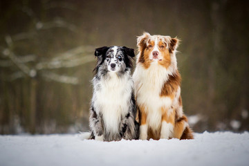 Zwei Australian Shepherds