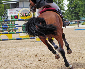 cavallo al galoppo