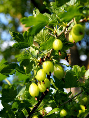 Unreife Johannisbeeren