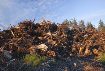 Stubs after ground preparation
