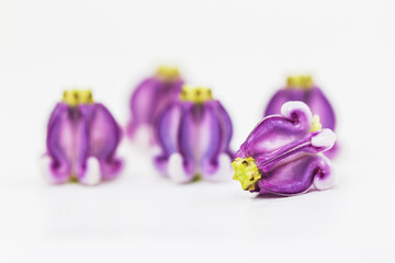 Crown flower