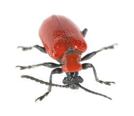 Scarlet lily beetle, Lilioceris lilii isolated on white