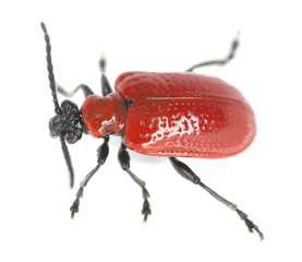 Scarlet lily beetle, Lilioceris lilii isolated on white