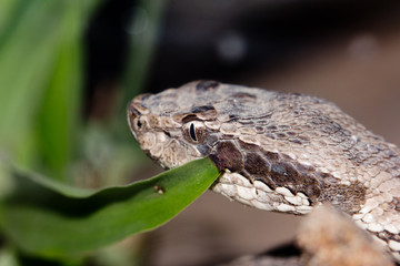 the snake's head, close-up