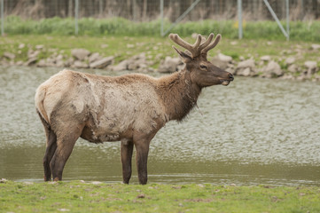 Naklejka na ściany i meble North American Elk