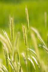 ears on green nature background