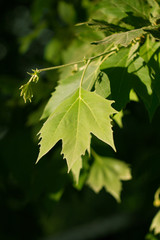 leaves of a tree in nature