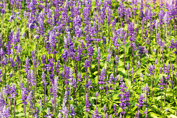 Obraz premium Blue Salvia flowers