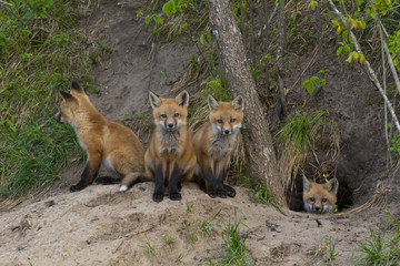 Litter of Red Foxes