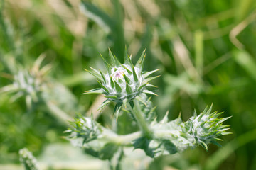 green thorn in nature. macro