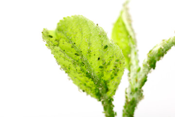 aphids on a green leaf. macro