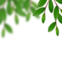 Green leaves