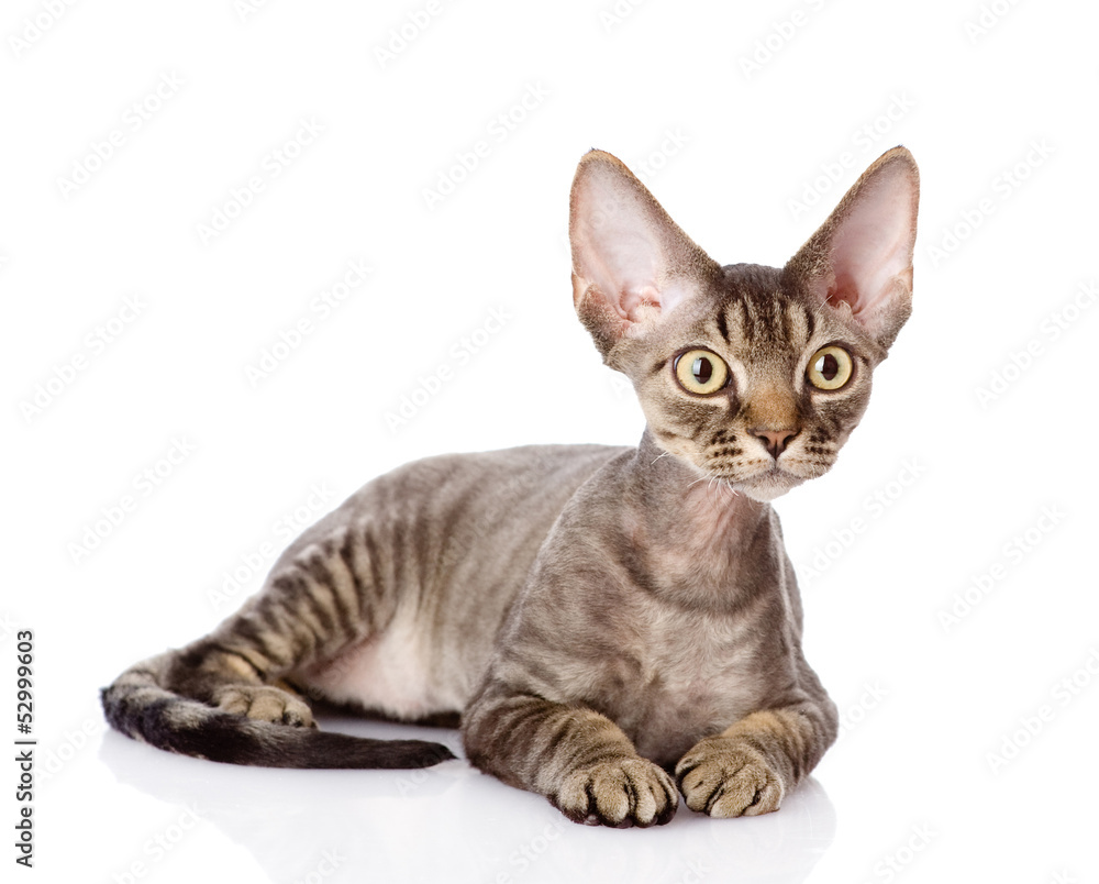 Poster lying devon rex cat. looking away. isolated on white background