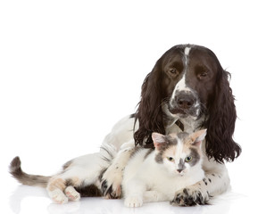 English Cocker Spaniel dog and kitten together. isolated